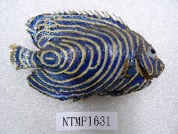 條紋蓋刺魚藏品圖，第2張